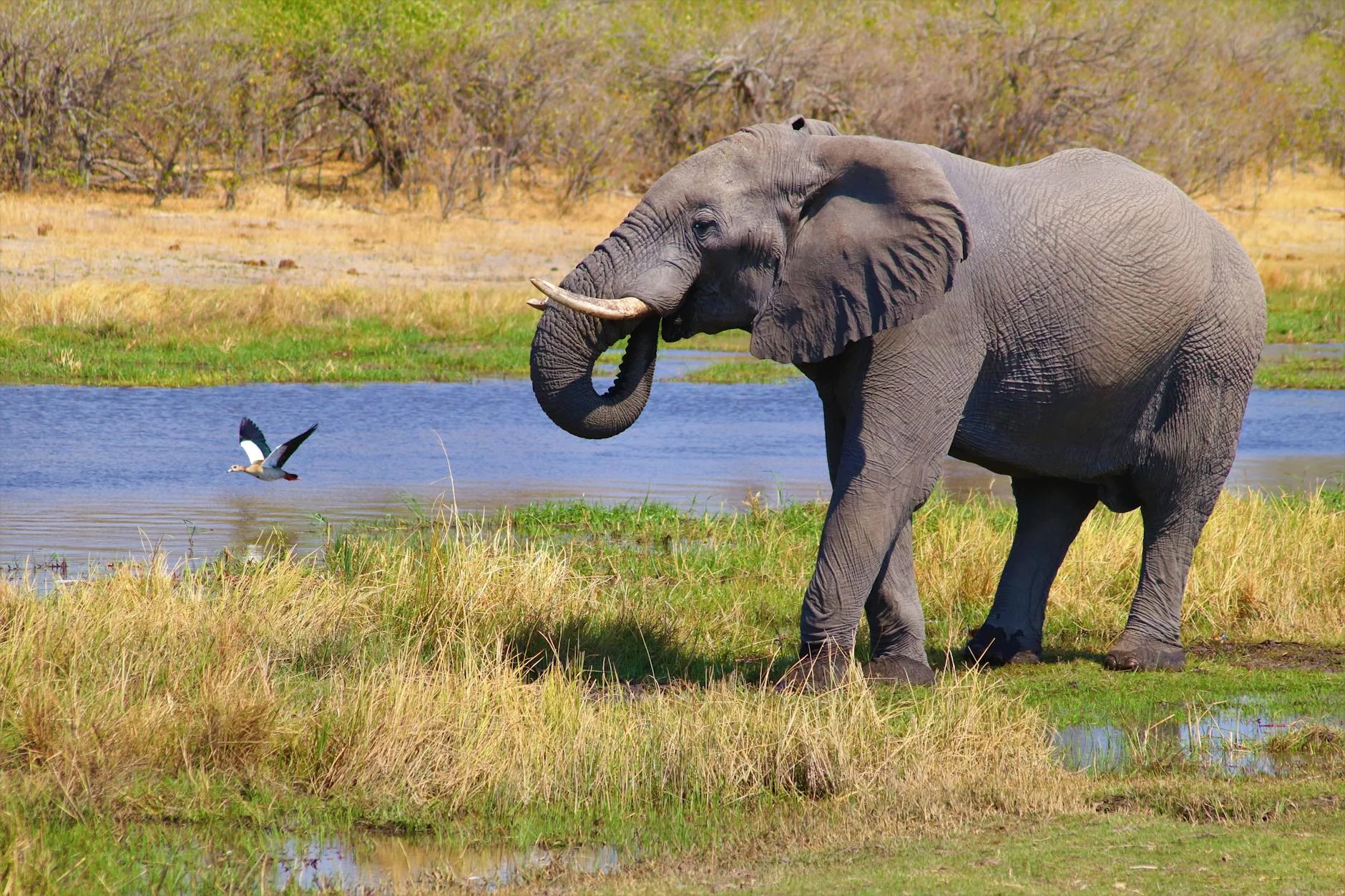 Botswana Okavango Delta water channels with elephants