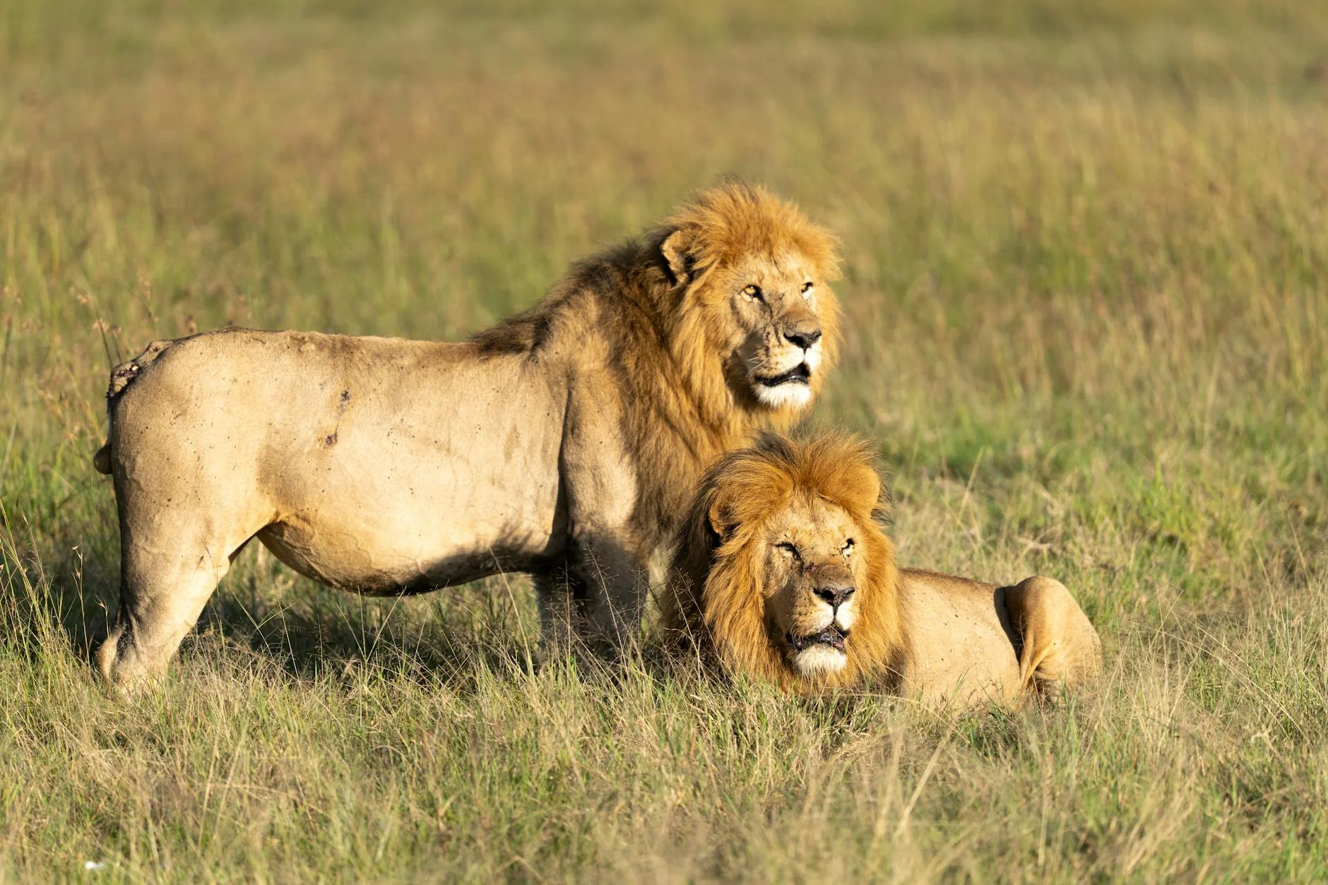 Kenya Masai Mara 5-Day Big Five Safari - Luxury safari package from the UK