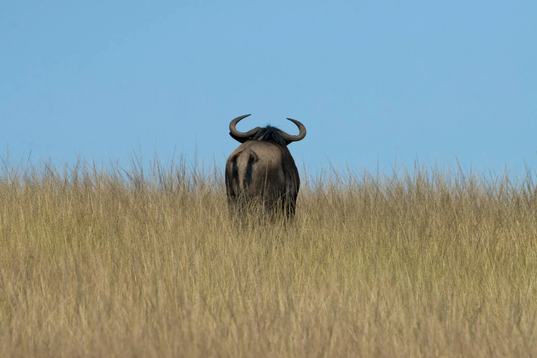 Tanzania Serengeti plains with wildebeest migration