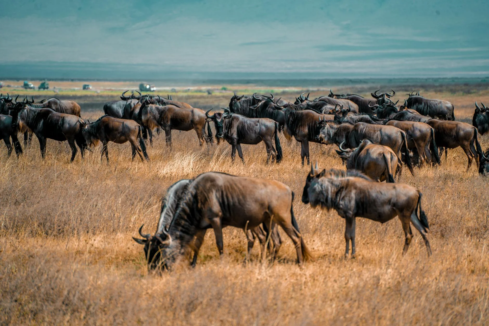 Tanzania Serengeti & Ngorongoro 7-Day Safari - Luxury safari package from the UK